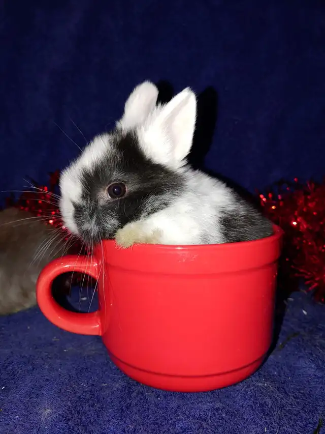EXTRAORDINARY NETHERLAND DWARF & HOLLAND LOP BUNNY RABBITS in Small Animals for Rehoming in Terrace - Image 4