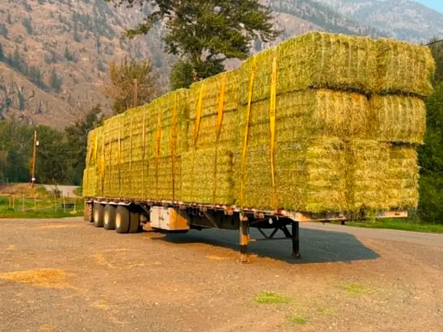 Timothy / Alfalfa /mix hay in Livestock in Penticton - Image 12
