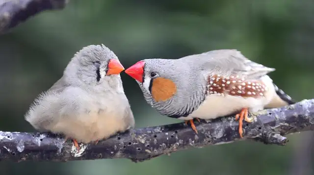 Looking for a female zebra finch 5yrs for my open aviary @ home in Animal & Pet Services in Ottawa - Image 2