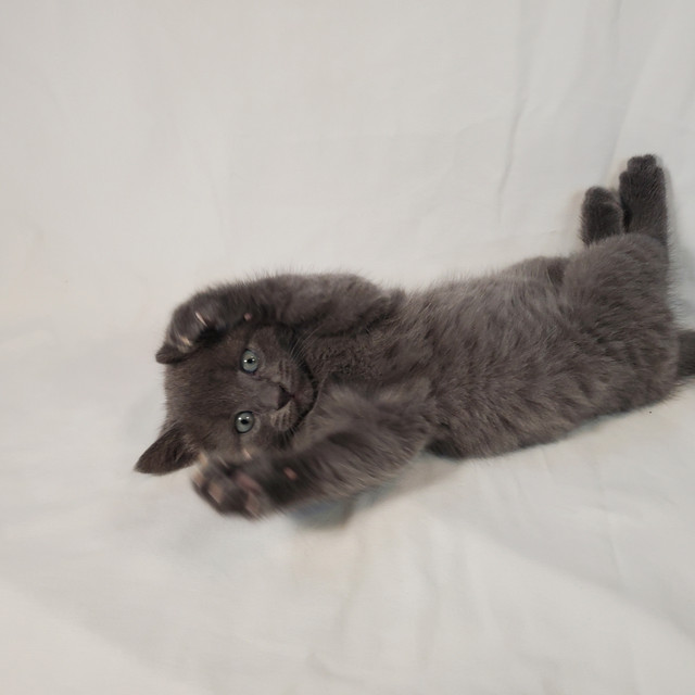 we sell kittens born on June 8 . 2025. two boys 1 girl. in Cats & Kittens for Rehoming in Miramichi - Image 3
