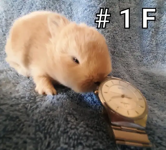 Top Featured Purebred Netherland Dwarf bunny rabbit, #Great for in Small Animals for Rehoming in Mississauga / Peel Region - Image 3