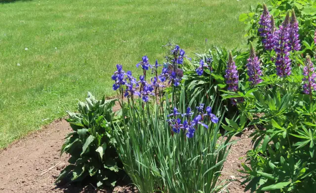 High-quality gardening services for you! in Other in Oakville / Halton Region - Image 3