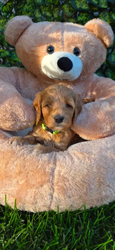 Chiots Goldendoodle, View more