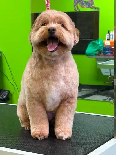 Dog and Cat Grooming, View more