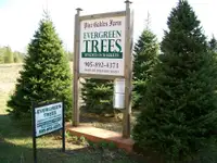 EVERGREEN TREES