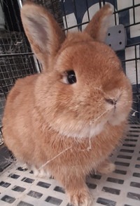 Top Featured Purebred Netherland Dwarf, Holland Lop, Hotot bunny City of Toronto Toronto (GTA) Preview