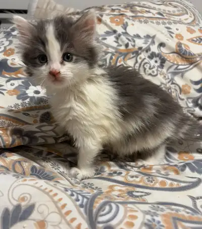 $140 each. (Descriptions of kittens at bottom of this ad… keep reading!) Text 902-608-5580 if you're...