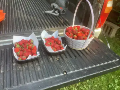 Large juicy strawberries $ 5 for 4 cups. In topsail CBS.
