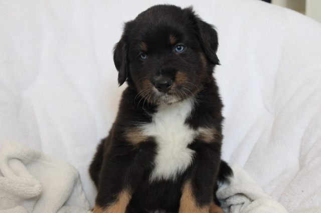 Australian Shepard mix puppies in Dogs & Puppies for Rehoming in Kapuskasing - Image 3
