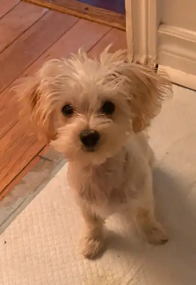 ADORABLE PETIT MÂLE MORKIPOO, View more
