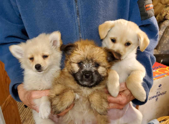 Pomeranian / Chihuahua puppies for sale in Dogs & Puppies for Rehoming in City of Toronto