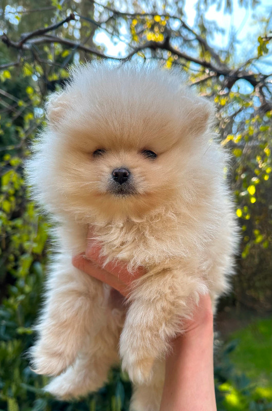 Tiny Female Pomeranian in Dogs & Puppies for Rehoming in Mission