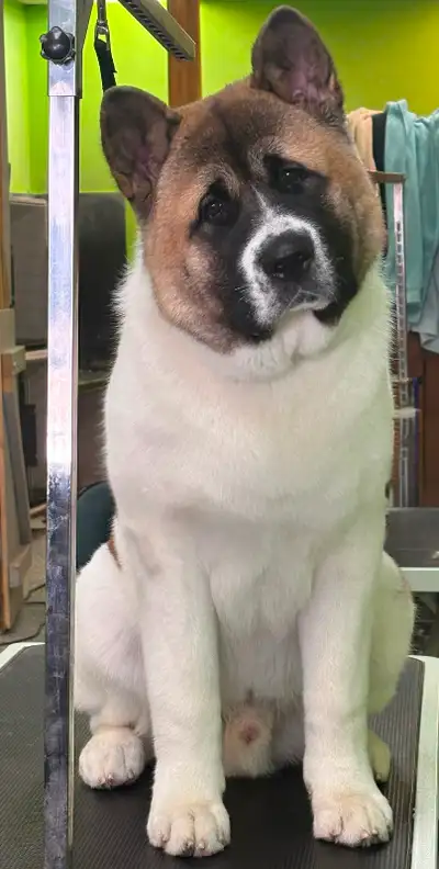 Weekend Dog/Cat Grooming Appts Available!, View more