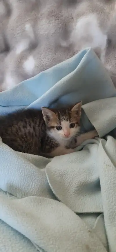 Adorable kittens, View more