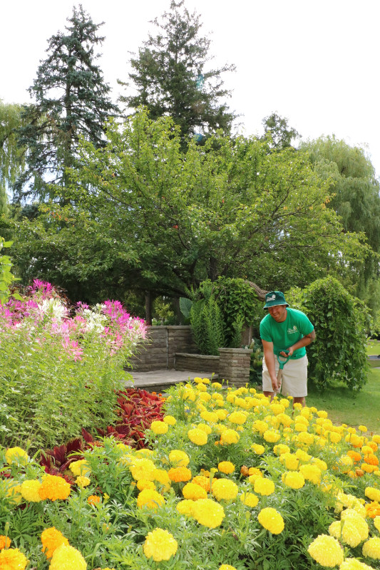Hiring Gardeners - Apprenticeship Available! in Cleaning & Housekeeping in Calgary - Image 4
