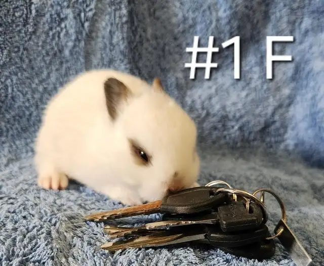 Great Featured Purebred Netherland Dwarf, Holland Lop, Hotot bun in Small Animals for Rehoming in Ottawa - Image 3