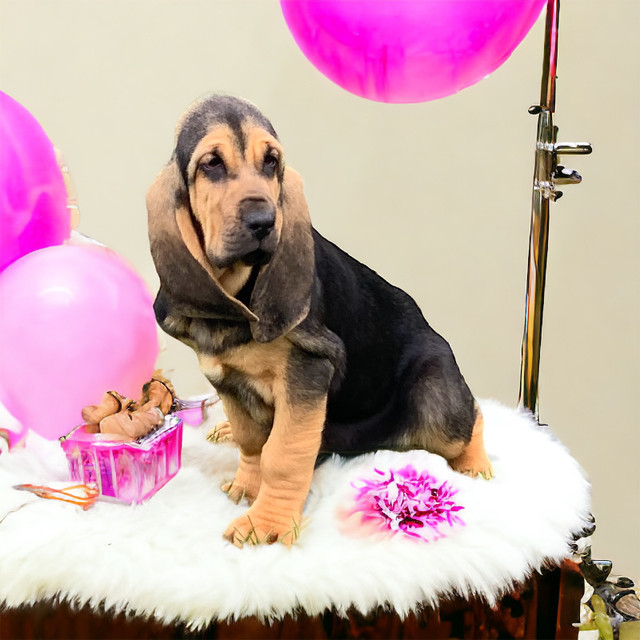Bloodhound purebred ckc reg CHAMPION LINE READY TO GO NOW in Dogs & Puppies for Rehoming in Cornwall