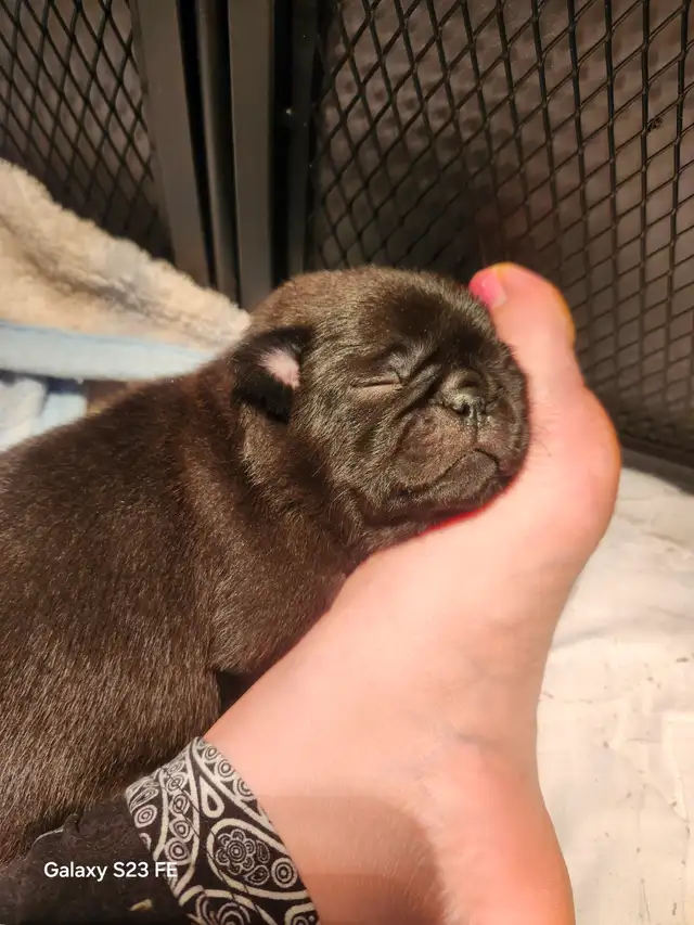 Mes petits trésor ! Pug carlin in Dogs & Puppies for Rehoming in Lanaudière - Image 6