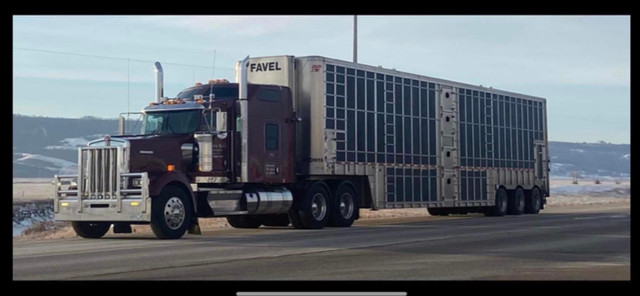 Livestock Haulers in Drivers & Security in Winnipeg - Image 3
