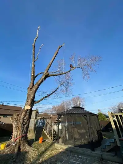 Service d'émondage / abattage / coupe d'arbres - 514-715-2726, View more