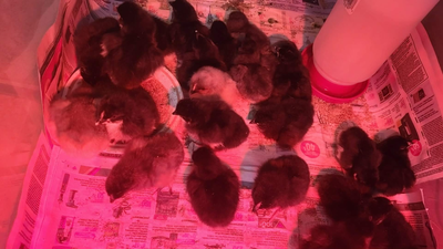 Ces bébés magnifiques ont été éclos dans notre cuisine. Ils sont très habitués aux humains. Ces bébé...