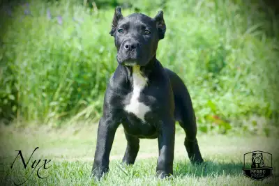 Purebred Presa Canario Puppies, View more