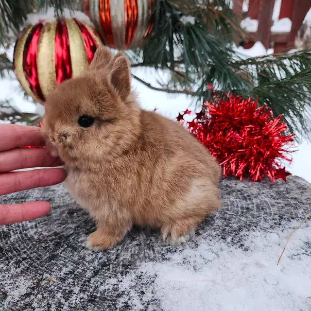 EXTRAORDINARY ENGLISH LOP &  HOLLAND LOP BUNNY RABBITS in Small Animals for Rehoming in Vancouver - Image 9