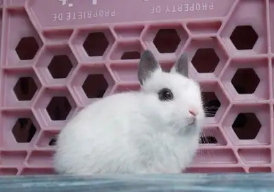 Portée de bébés lapins et lapines Nain Hotot x Nain Polonais, View more