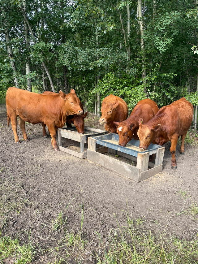 Home Grown BEEF Family packs, 1/2 Beef sides GOV'T INSPECTED in Equestrian & Livestock Accessories in Strathcona County - Image 3