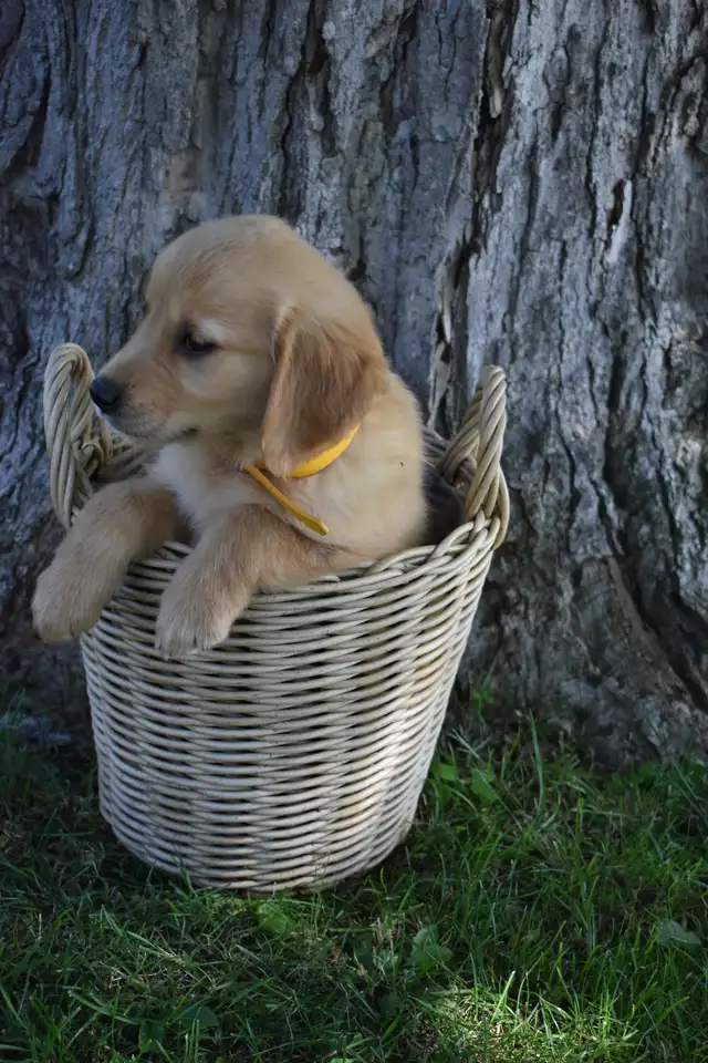 Purebred Golden Retriever Puppies in Dogs & Puppies for Rehoming in Oakville / Halton Region - Image 3