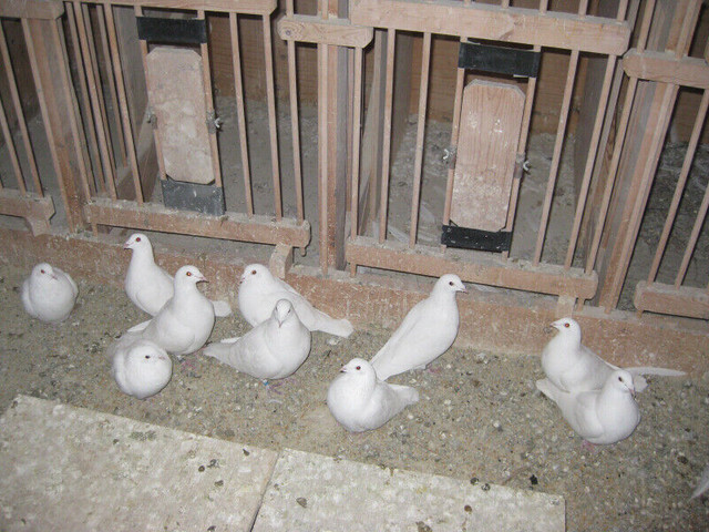 Pigeons FOR SALE in Birds for Rehoming in Winnipeg - Image 4