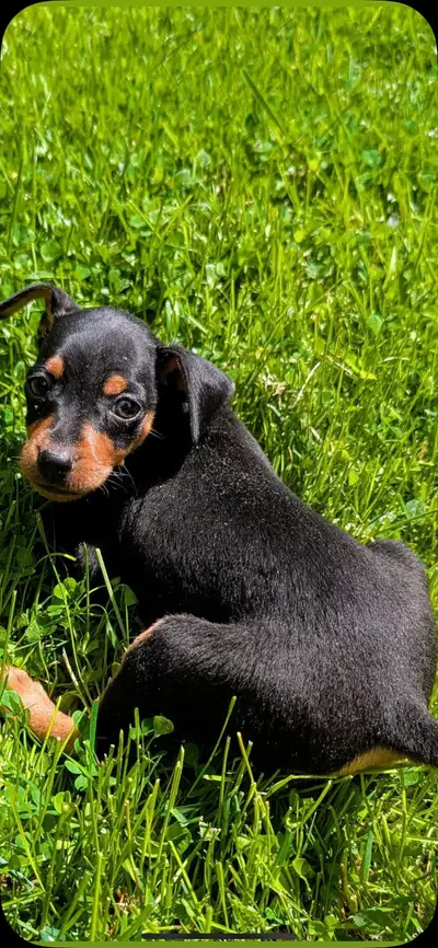 3 ADORABLES (c'est bien peu dire) chiots Pinscher prêts à être adoptés! 2 femelles noire et feu 1 mâ...