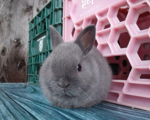 Bébés lapins & lapines Nain Polonais dans Petits animaux à adopter  à Laval/Rive Nord - Image 2