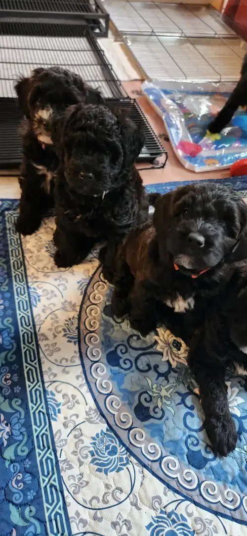 Chiots Whoodle rare au Québec très populaire dans l'ouest Canadien, Élevé en milieu familial Hypoall...