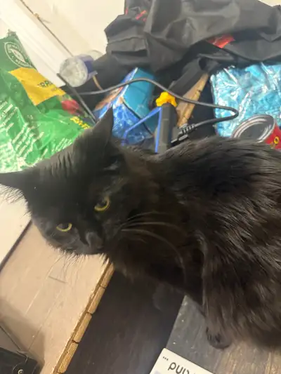 black Cat, View more