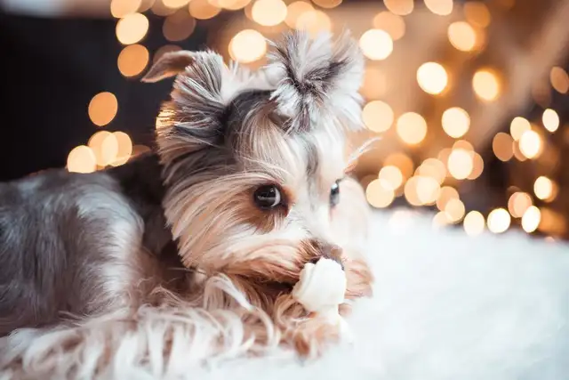 31/2 (101) à louer en tout inclus - Promotion in Long Term Rentals in Longueuil / South Shore - Image 20