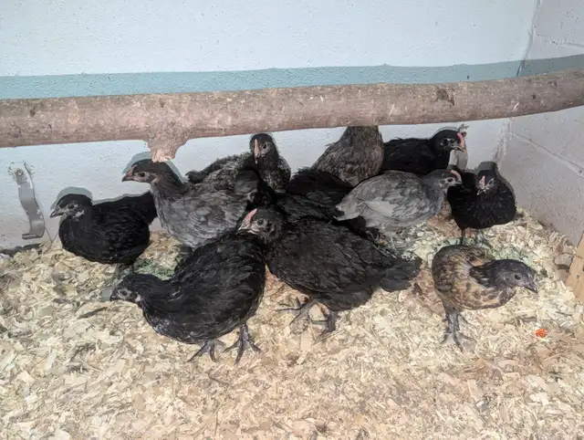 Oeufs couleurs de poule pondeuse fécondés* colored hatching eggs in Birds for Rehoming in City of Montréal - Image 10