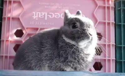 Lapins & Lapines adultes Nain, Bélier, Rex Miniature & Tête Lion, View more