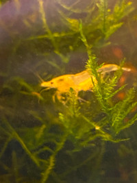 Yellow Goldenback Shrimp