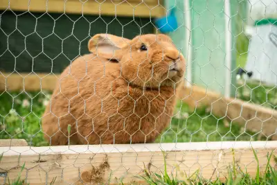Rabbit Fence, Welded, 14GA, 1", 30"x100', FF17, View more