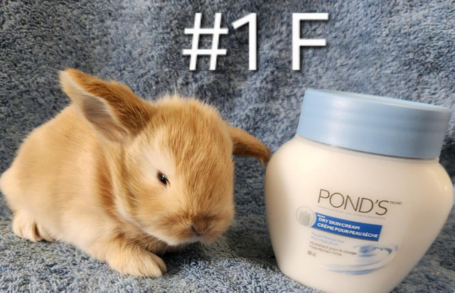 Top Featured Purebred Holland Lop, Netherland Dwarf, bunny rabbi in Small Animals for Rehoming in Oshawa / Durham Region - Image 2