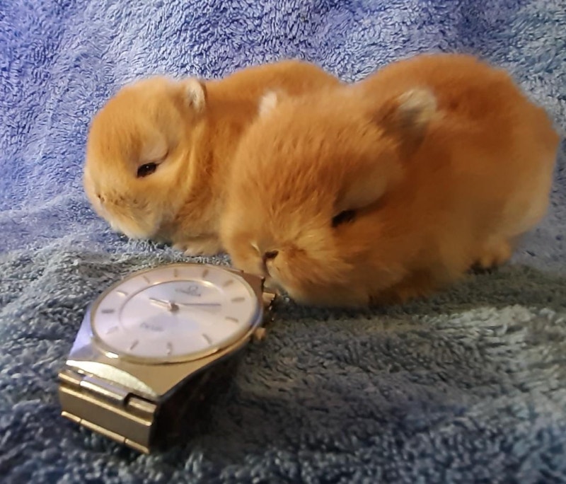 Top Featured Purebred Netherland Dwarf bunny rabbit, #Great for | Small ...