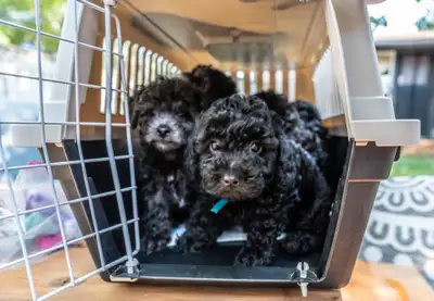 Silver Phantom Shi-Poo puppies - Ready for Adoption, View more