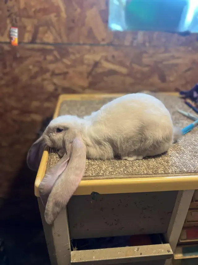 EXTRAORDINARY ENGLISH LOP &  HOLLAND LOP BUNNY RABBITS in Small Animals for Rehoming in Vancouver - Image 3