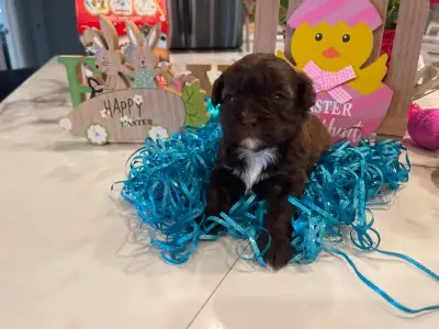 Huggable Shi-Poo Puppies, View more