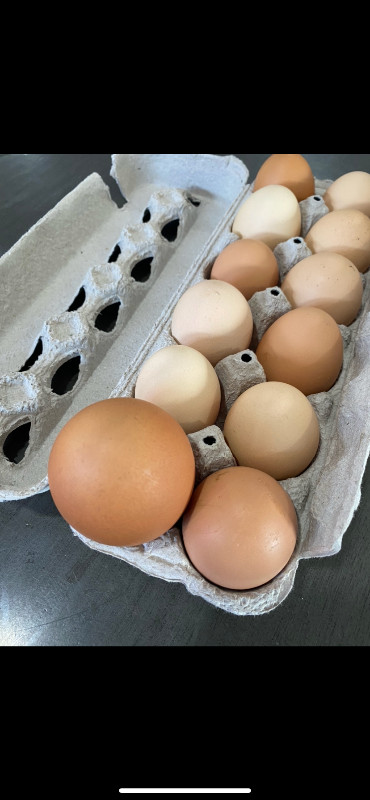 Local Free Range Eggs ORGANIC in Livestock in Windsor Region - Image 2