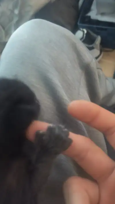 1 femelle avec Mitaines, (pouce) 45 1 femelle 40 Male VENDU