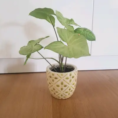 Syngnonium Plant, View more