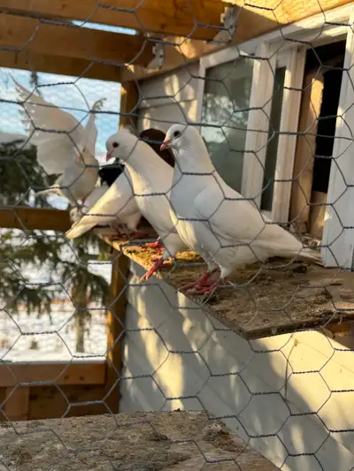 King Pigeons, View more