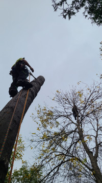 Tree pruning, removal, planting, arborist reports +++